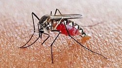 Уничтожение комаров при помощи профессиональных дезинсекторов