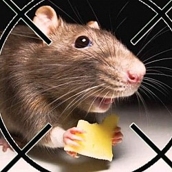 Уничтожение крыс в склад квартире, доме, на коммерческом объекте с гарантией