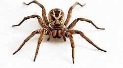 Заметив в доме следы обитания пауков, необходимо принимать крайние меры по их уничтожению, так как они вполне способны причинить вред и жителям квартиры, и домашним животным